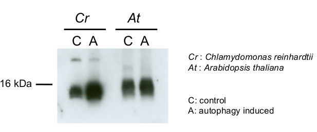 western blot with anti-ATG8 antibodies on Arabidopsis thaliana and Chlamydomonas reinhardtii samples